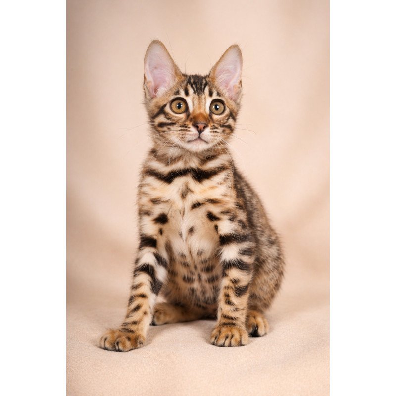 Bengal NOV Azura