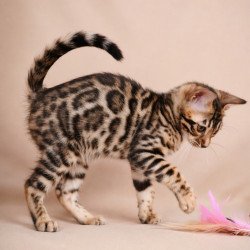 Bengal NOV Azura