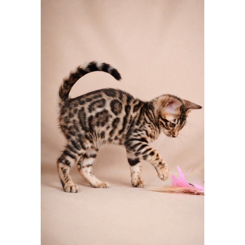 Bengal NOV Azura