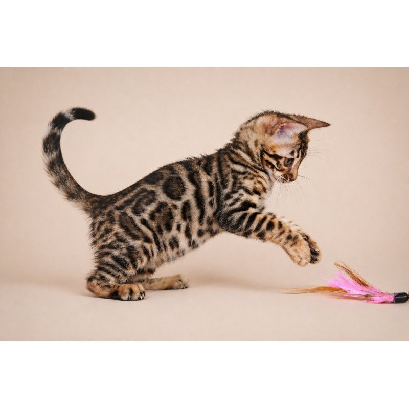 Bengal NOV Azura