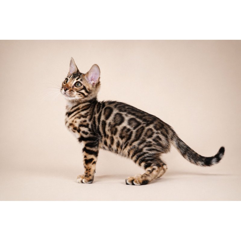 Bengal NOV Azura