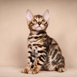 Bengal NOV Magnus