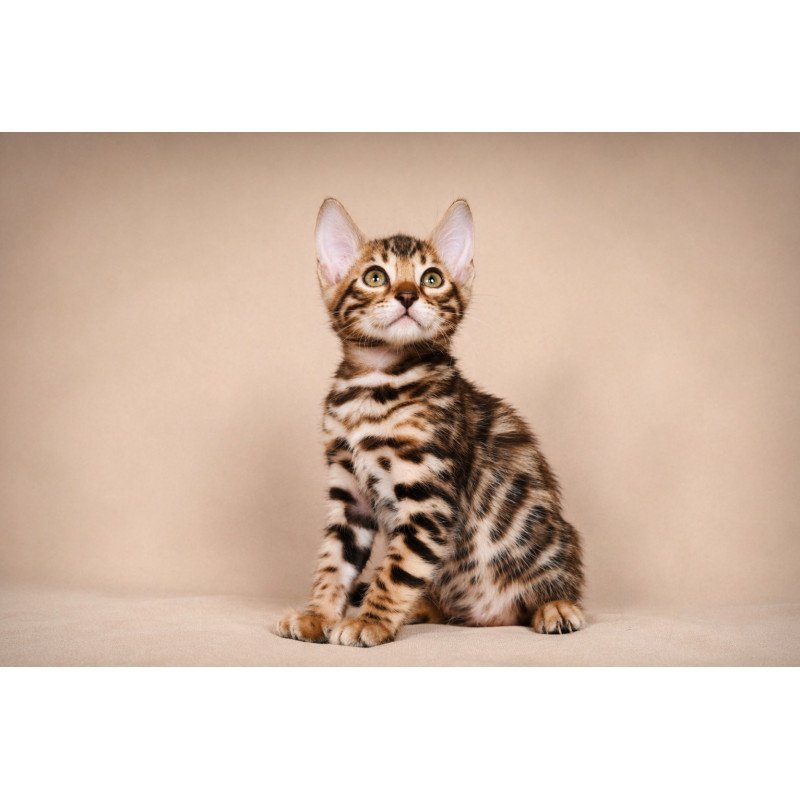 Bengal NOV Magnus