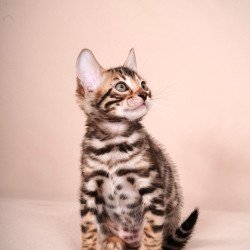 Bengal NOV Magnus