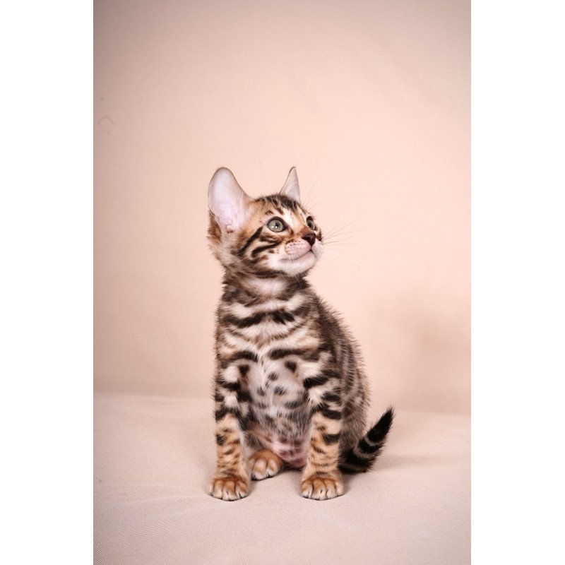 Bengal NOV Magnus