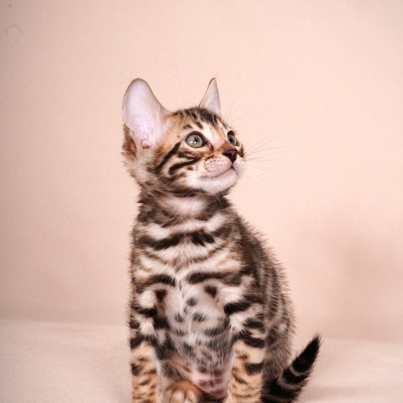 Bengal NOV Magnus