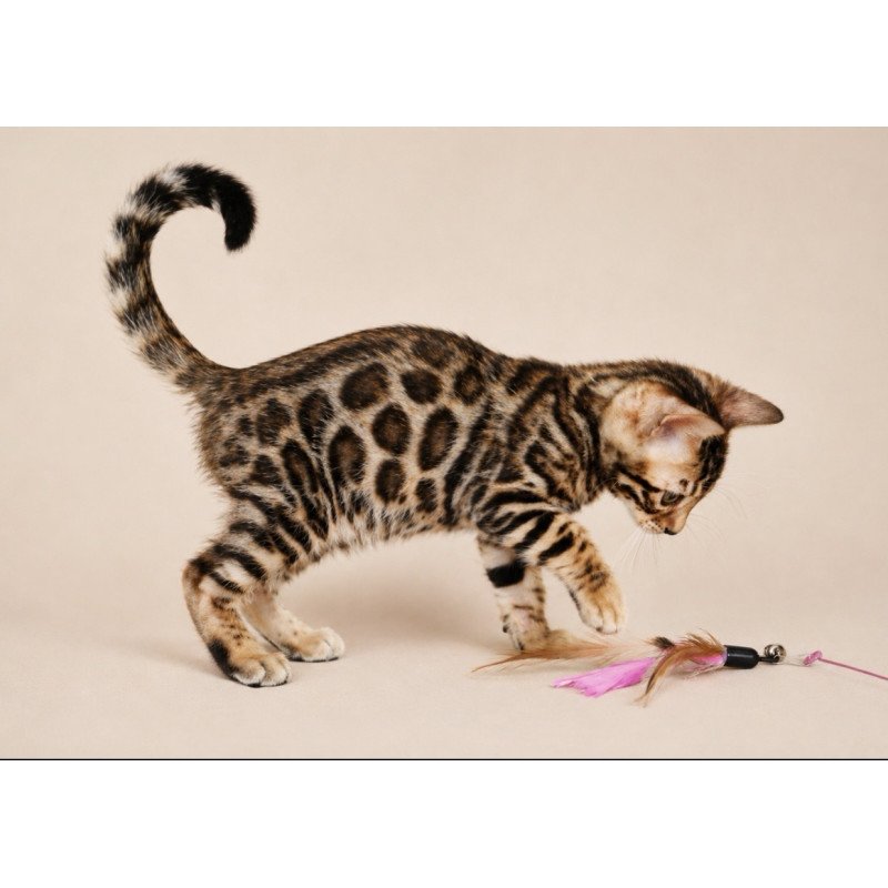 Bengal NOV Magnus