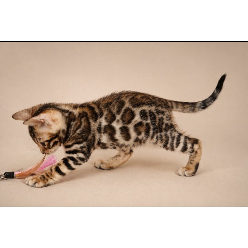 Bengal NOV Magnus