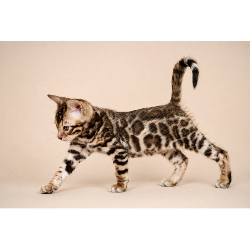 Bengal NOV Magnus