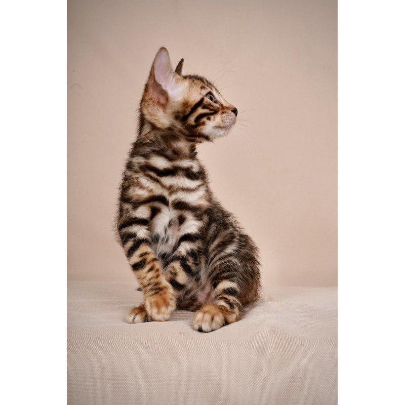 Bengal NOV Magnus