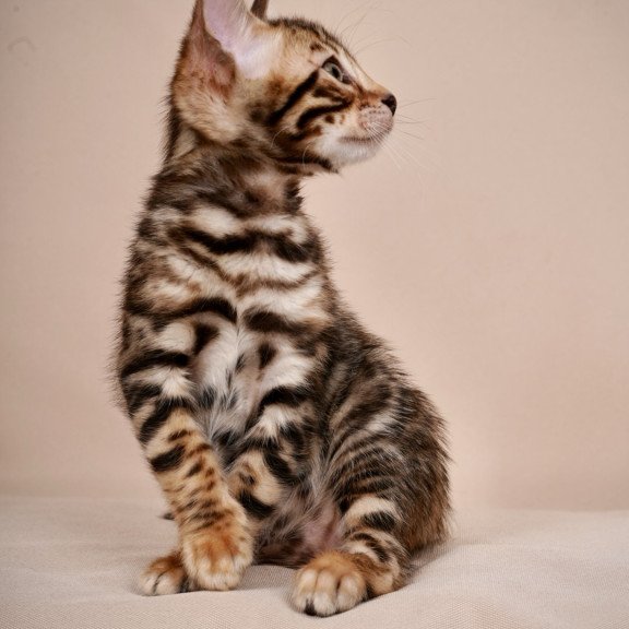 Bengal NOV Magnus