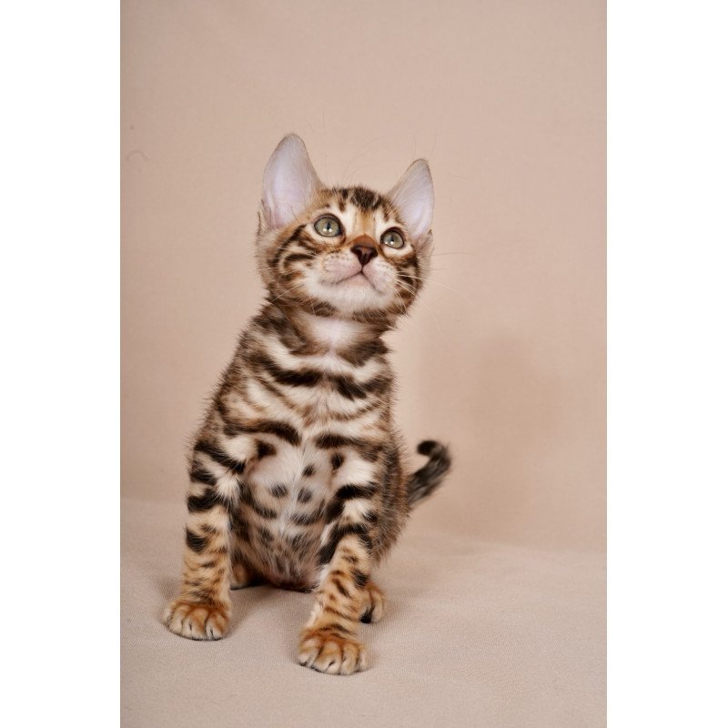 Bengal NOV Magnus