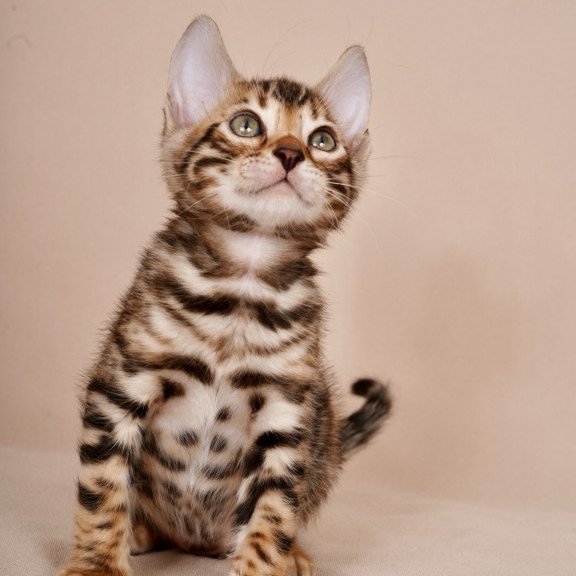 Bengal NOV Magnus