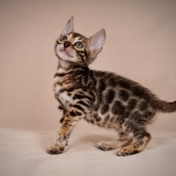 Bengal NOV Mirabelle