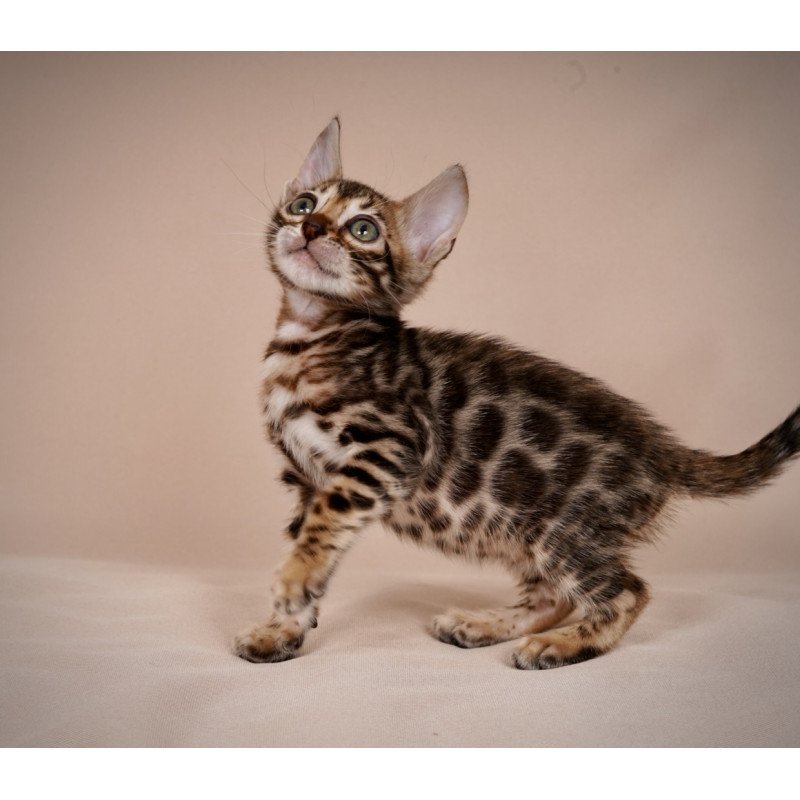 Bengal NOV Mirabelle
