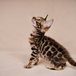 Bengal NOV Mirabelle