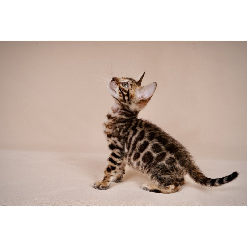Bengal NOV Mirabelle