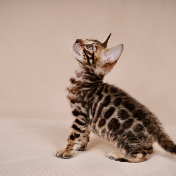 Bengal NOV Mirabelle