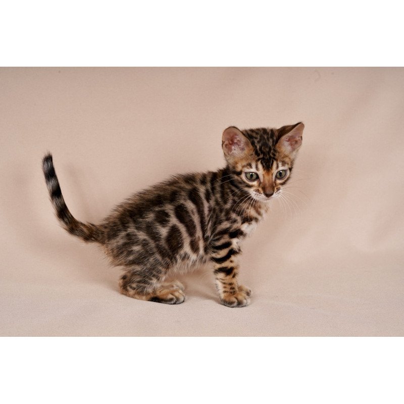 Bengal NOV Mirabelle