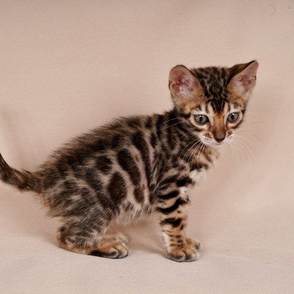 Bengal NOV Mirabelle