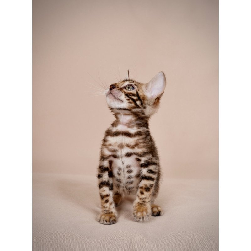 Bengal NOV Mirabelle
