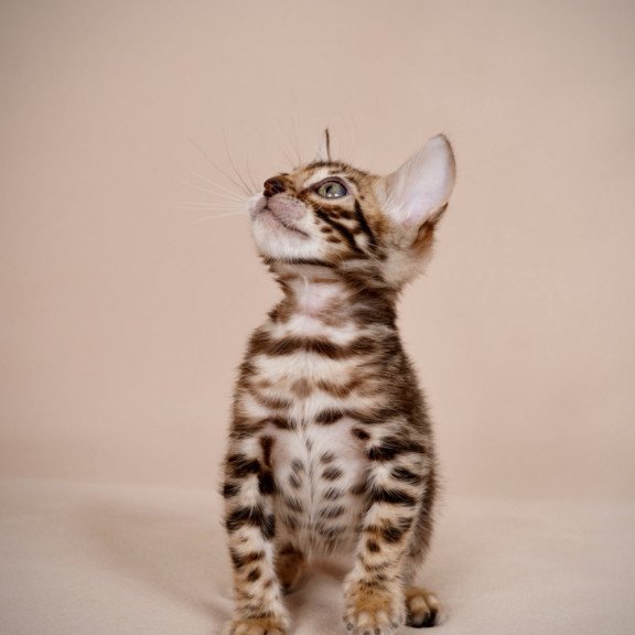 Bengal NOV Mirabelle