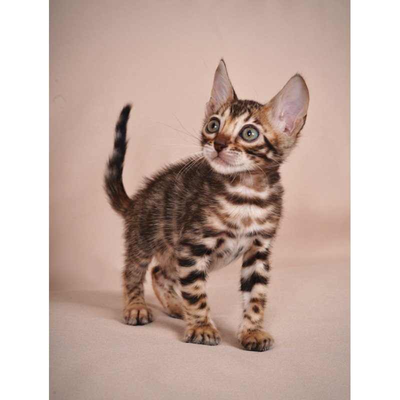 Bengal NOV Mirabelle