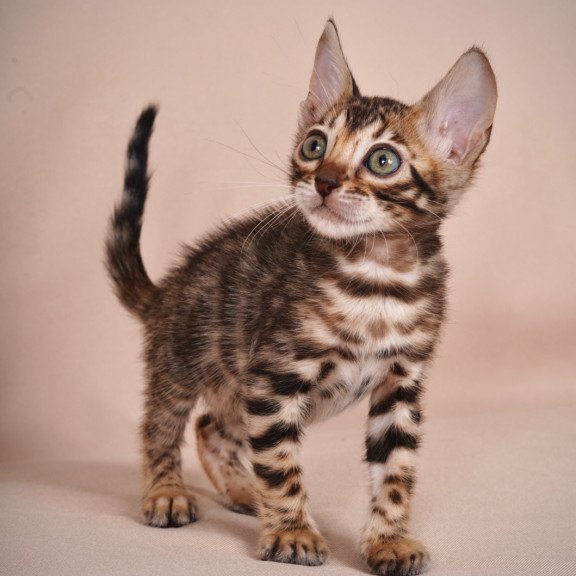 Bengal NOV Mirabelle