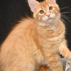 Maine Coon NOV Velvet