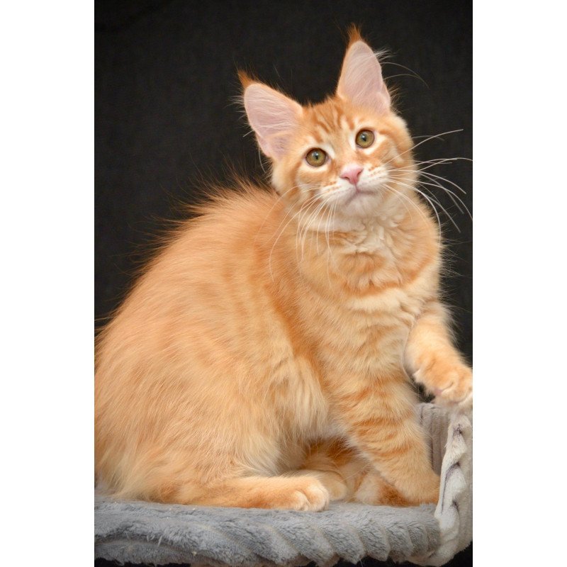 Maine Coon NOV Velvet