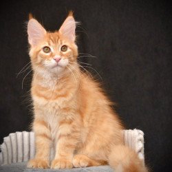 Maine Coon NOV Velvet