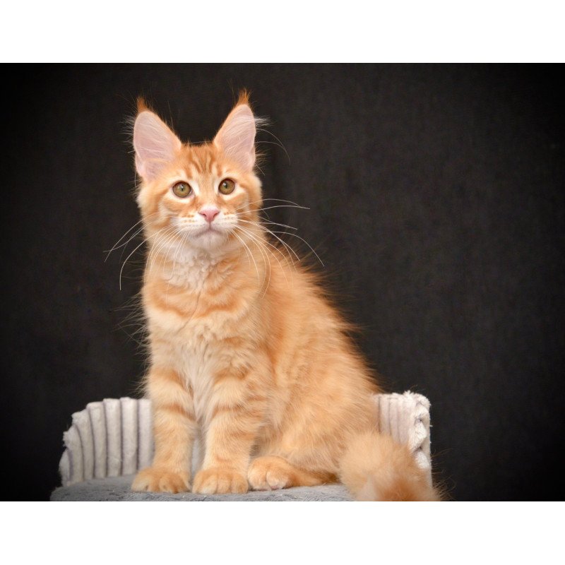 Maine Coon NOV Velvet