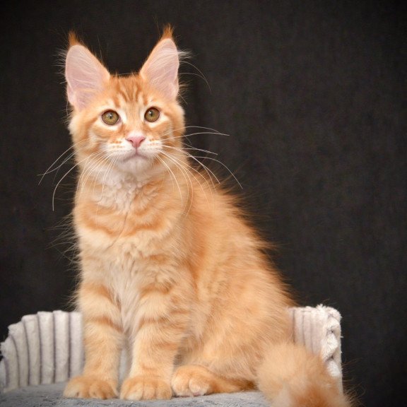 Maine Coon NOV Velvet