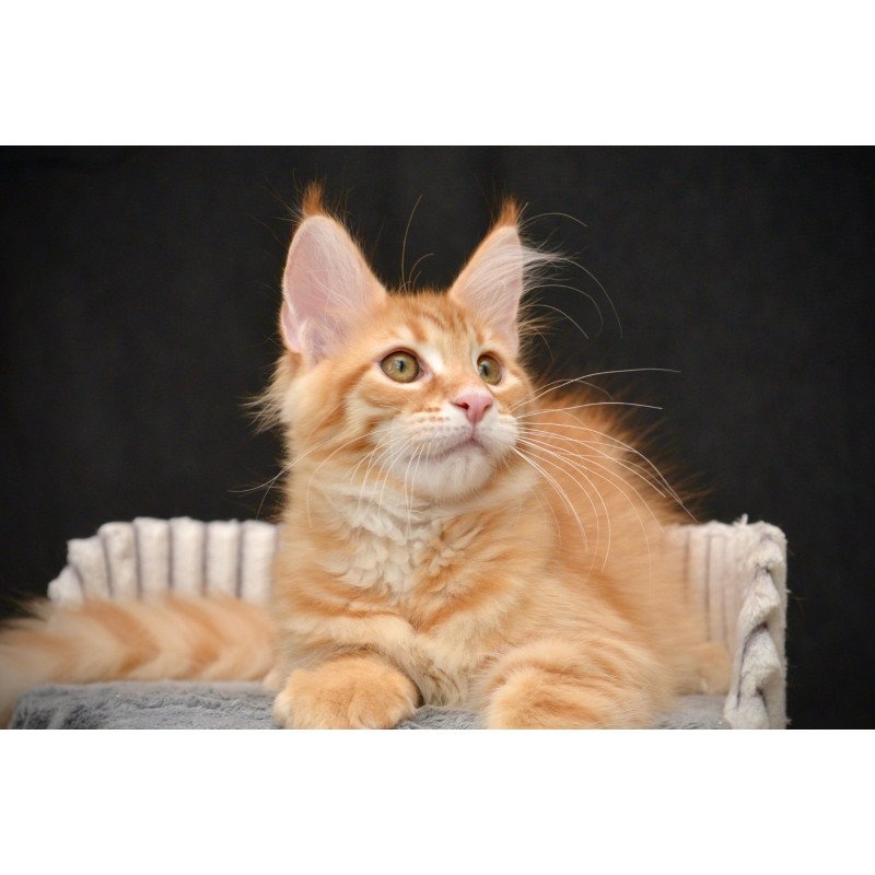 Maine Coon NOV Velvet