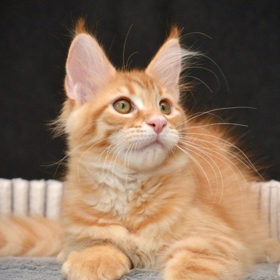 Maine Coon NOV Velvet