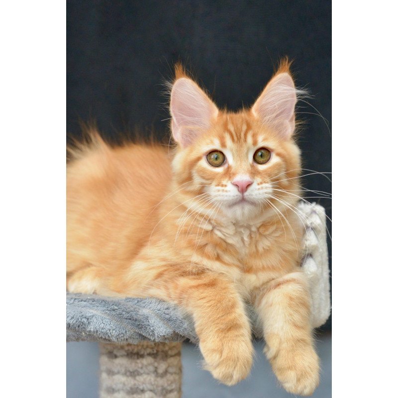 Maine Coon NOV Velvet