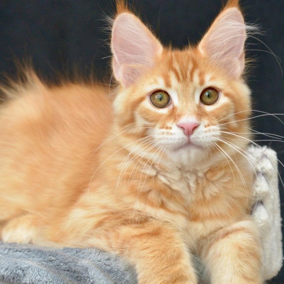 Maine Coon NOV Velvet