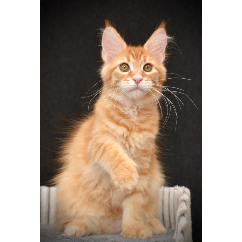 Maine Coon NOV Velvet