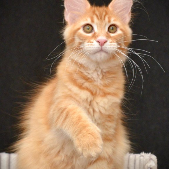 Maine Coon NOV Velvet
