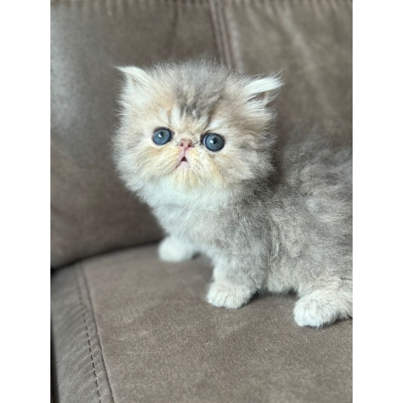 Persian NOV Tamara