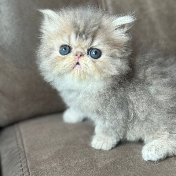 Persian NOV Tamara