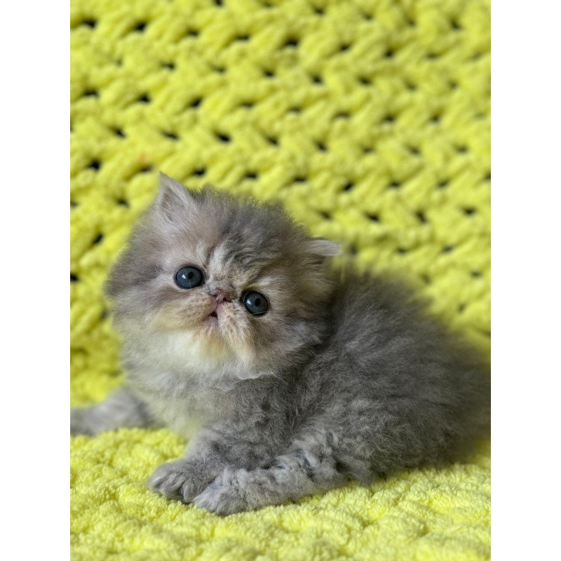Persian NOV Tamara