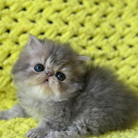 Persian NOV Tamara