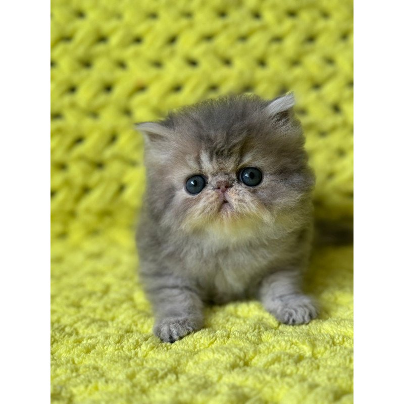 Persian NOV Tamara