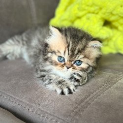 Persian NOV Teona