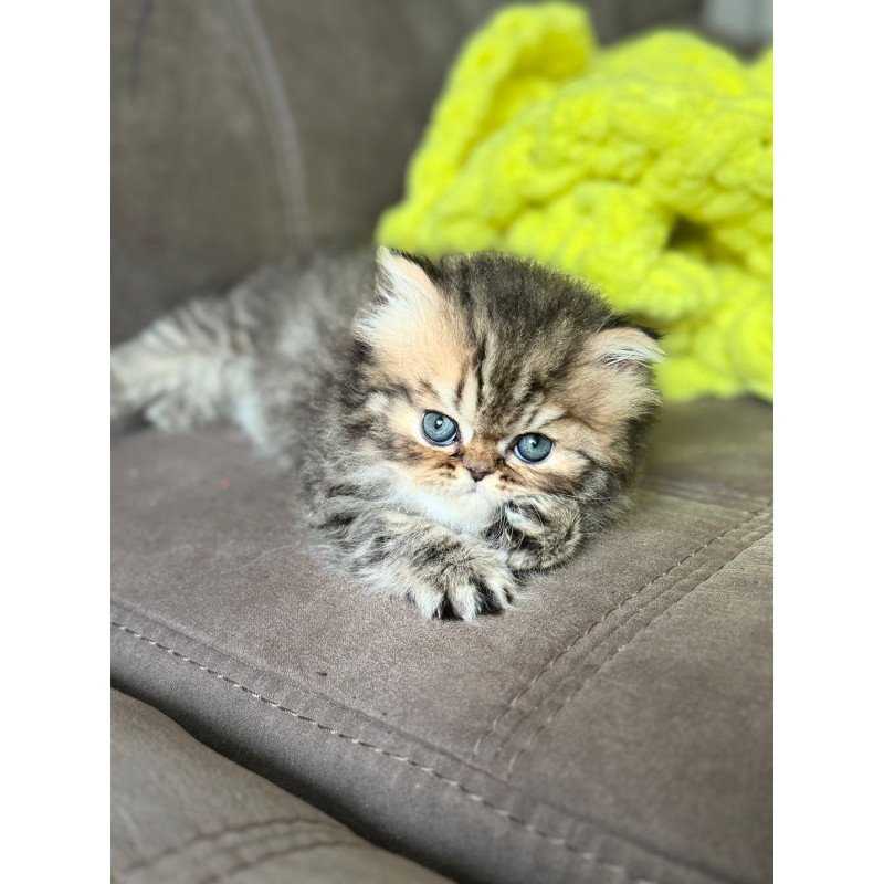 Persian NOV Teona