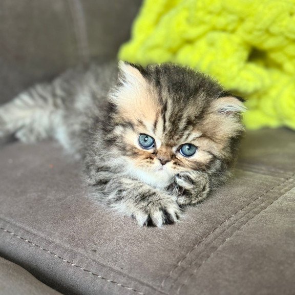 Persian NOV Teona