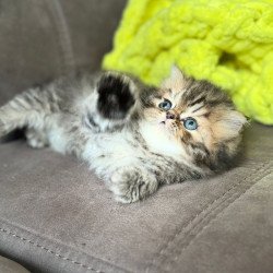 Persian NOV Teona