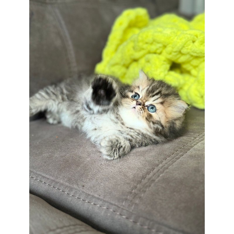 Persian NOV Teona