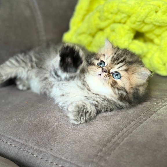 Persian NOV Teona